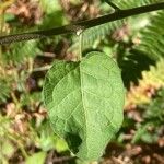 Solanum dulcamara Leaf