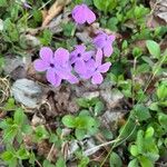 Phlox stolonifera