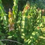 Costus spicatus Folha