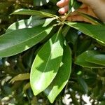 Lithocarpus edulis Leht