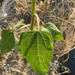 Helianthus annuus Лист