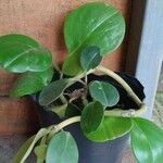 Peperomia obtusifoliaLeaf