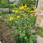 Rudbeckia nitida Листок