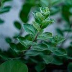 Vitex trifolia Leaf