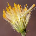 Erigeron petrophilus Квітка