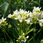 Armoracia rusticana 花