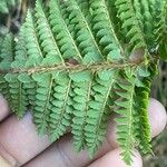 Polystichum ammifolium Frunză