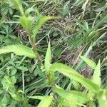 Persicaria hydropiper Blad