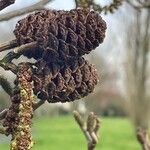 Alnus cordata ফল