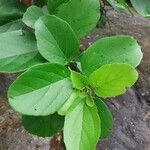 Cordia dentata Φύλλο