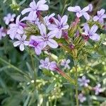 Plumbago europaea Blodyn