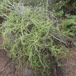 Lycium mascarenense Habit