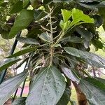 Oreopanax nymphaeifolius Hoja