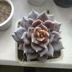 Echeveria purpusiorumList