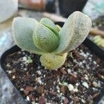 Pleiospilos nelii Leaf