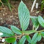 Begonia ulmifolia Лист
