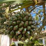 Pandanus utilis Owoc