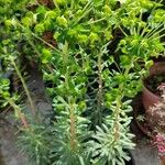 Euphorbia characias Flors