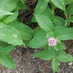 Mentha longifolia Other