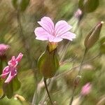 Gypsophila vaccaria Blüte
