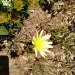 Scorzonera aristata 花