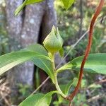 Hibbertia scandens Blomst