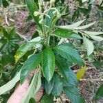 Solanum umbellatum Leaf