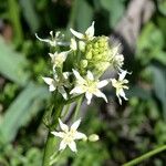 Toxicoscordion fremontii Flower