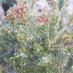 Abies balsamea 叶