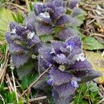 Ajuga pyramidalis Хабит