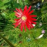 Gerbera jamesonii 花
