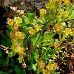 Saxifraga seguieri Flower