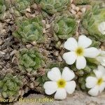 Androsace pubescens Habit