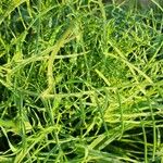 Erucaria hispanica Hoja