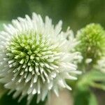 Trifolium montanum Fleur