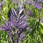 Camassia leichtlinii Flor