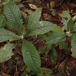 Trichostachys aurea Hábito
