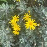 Euryops pectinatus Floro