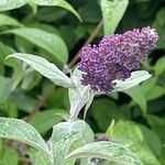 Buddleja davidii Hábito