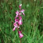 Anacamptis palustris Flor