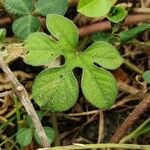 Ipomoea pes-tigridis Leaf