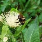 Cirsium oleraceum花