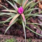 Aechmea recurvata Flor