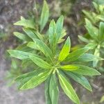 Globularia salicina Leaf