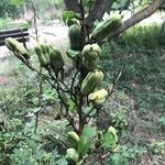 Yucca pallida Fruto