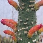 Cleistocactus hyalacanthus Kwiat