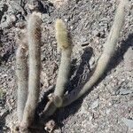 Cleistocactus hyalacanthus Pokrój