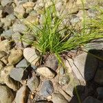 Carex pensylvanicaഇല