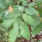 Carya tomentosa Leaf