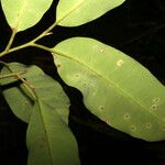 Aspidosperma excelsum Leaf